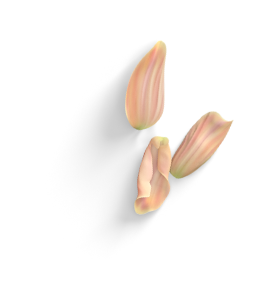 گلبرگ
