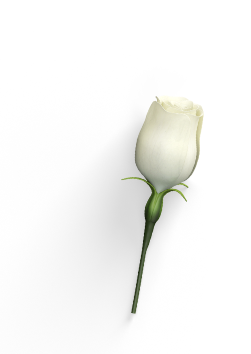 تصویر گل روی تیوب کرم دور چشم