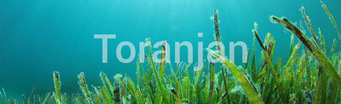 جلبک دریایی، ستاره‌ی محصولات مراقبت از پوست - ترنجان