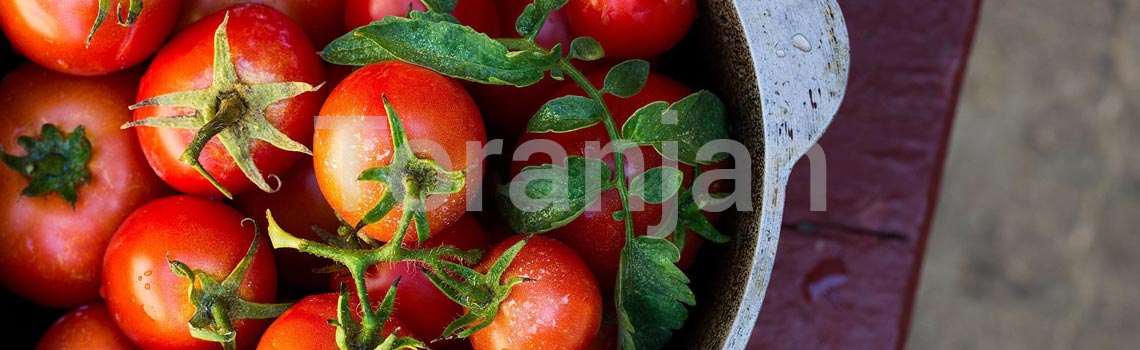گوجه‌فرنگی - ترنجان
